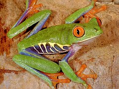 frog 3 copia